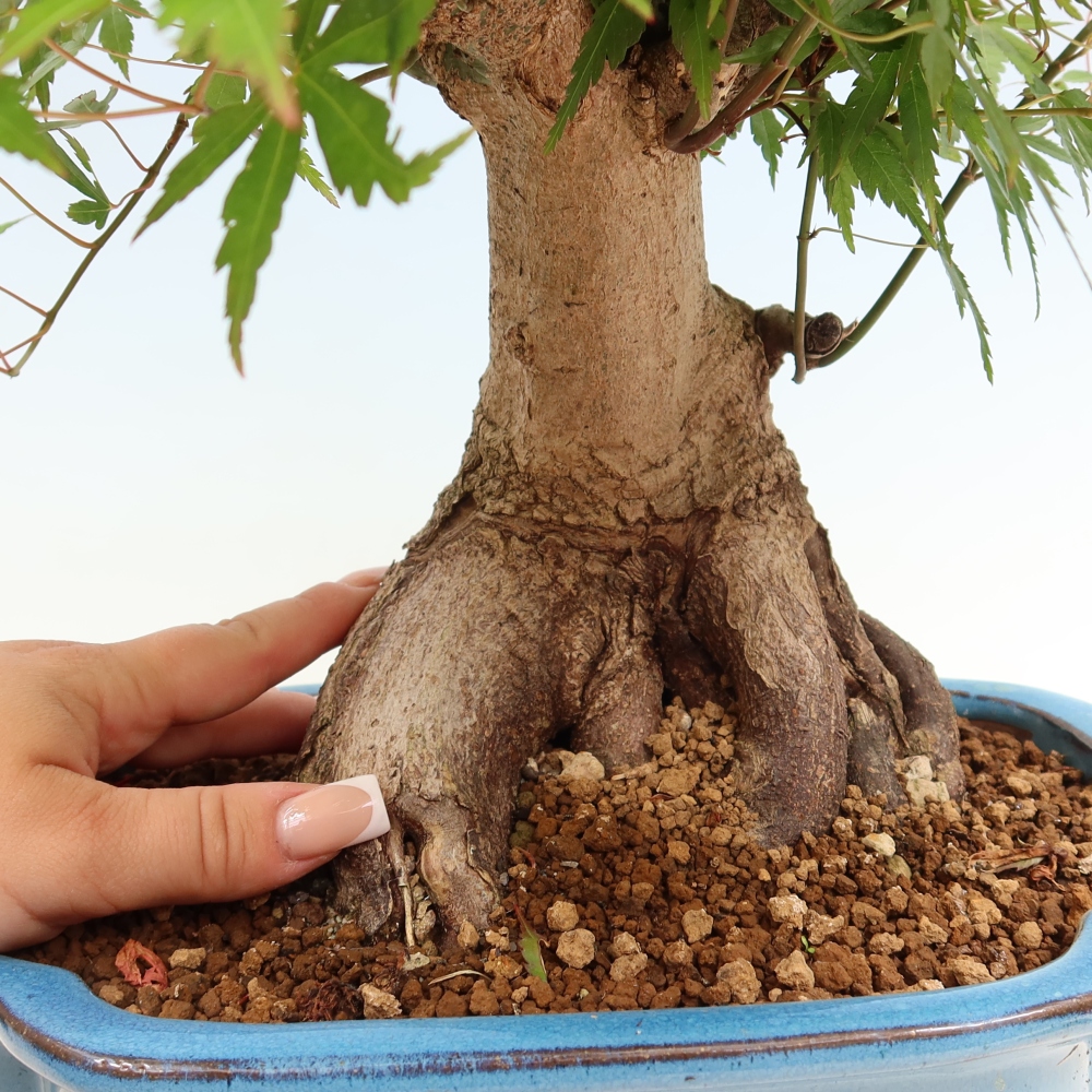 Outdoor bonsai - Maple Burger - Acer Burgerianum