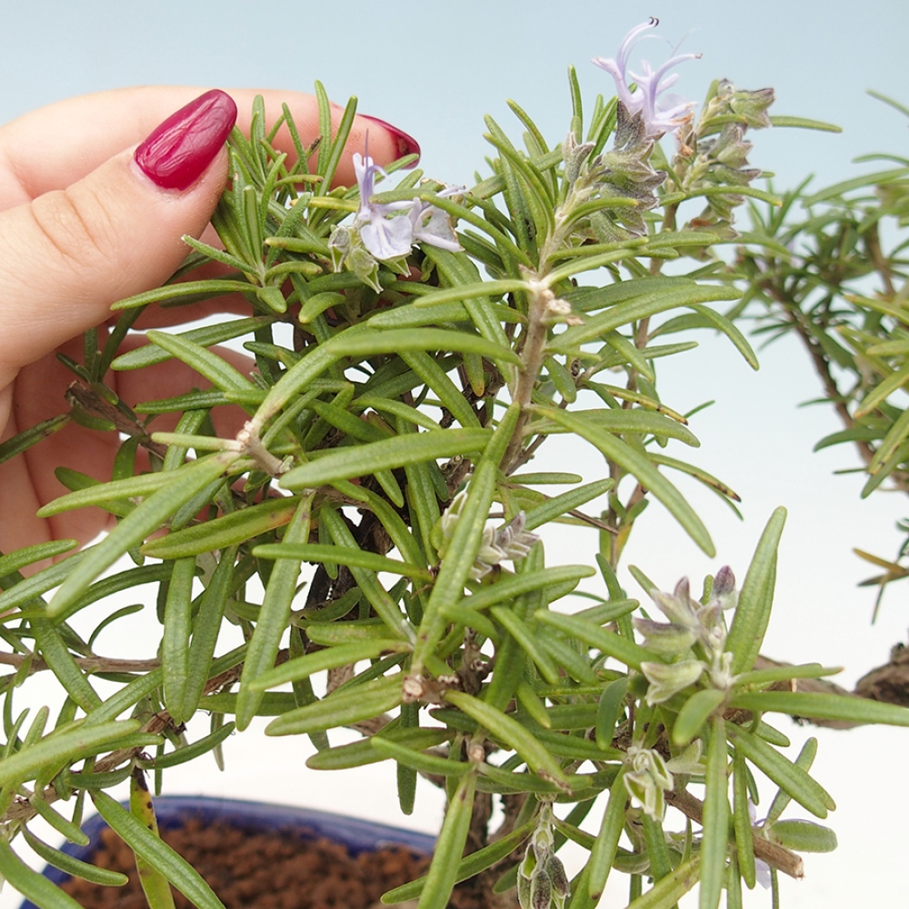 Outdoor bonsai - Rosemary - Rosmarinus officinalis