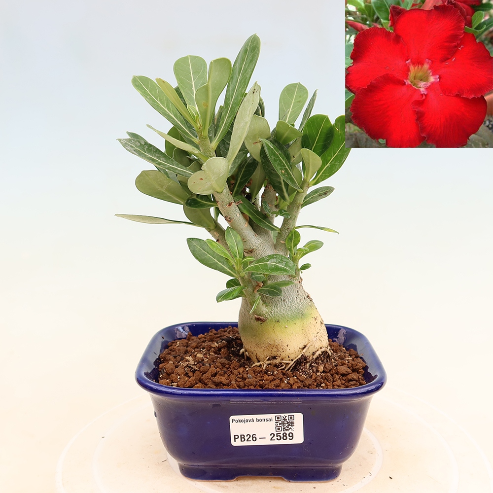 Indoor Bonsai - Adenium obesum Red Star - Desert Rose