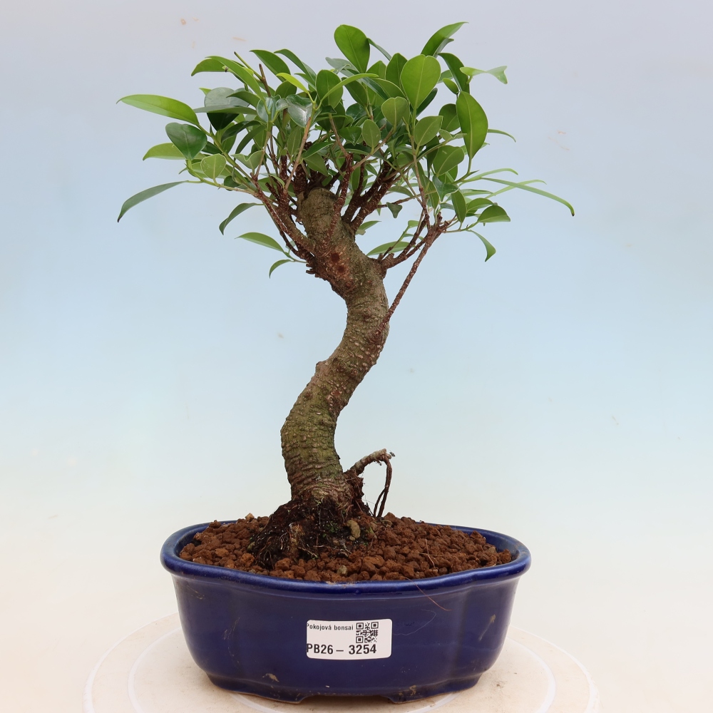 Room bonsai - Ficus kimmen - small-leaved ficus