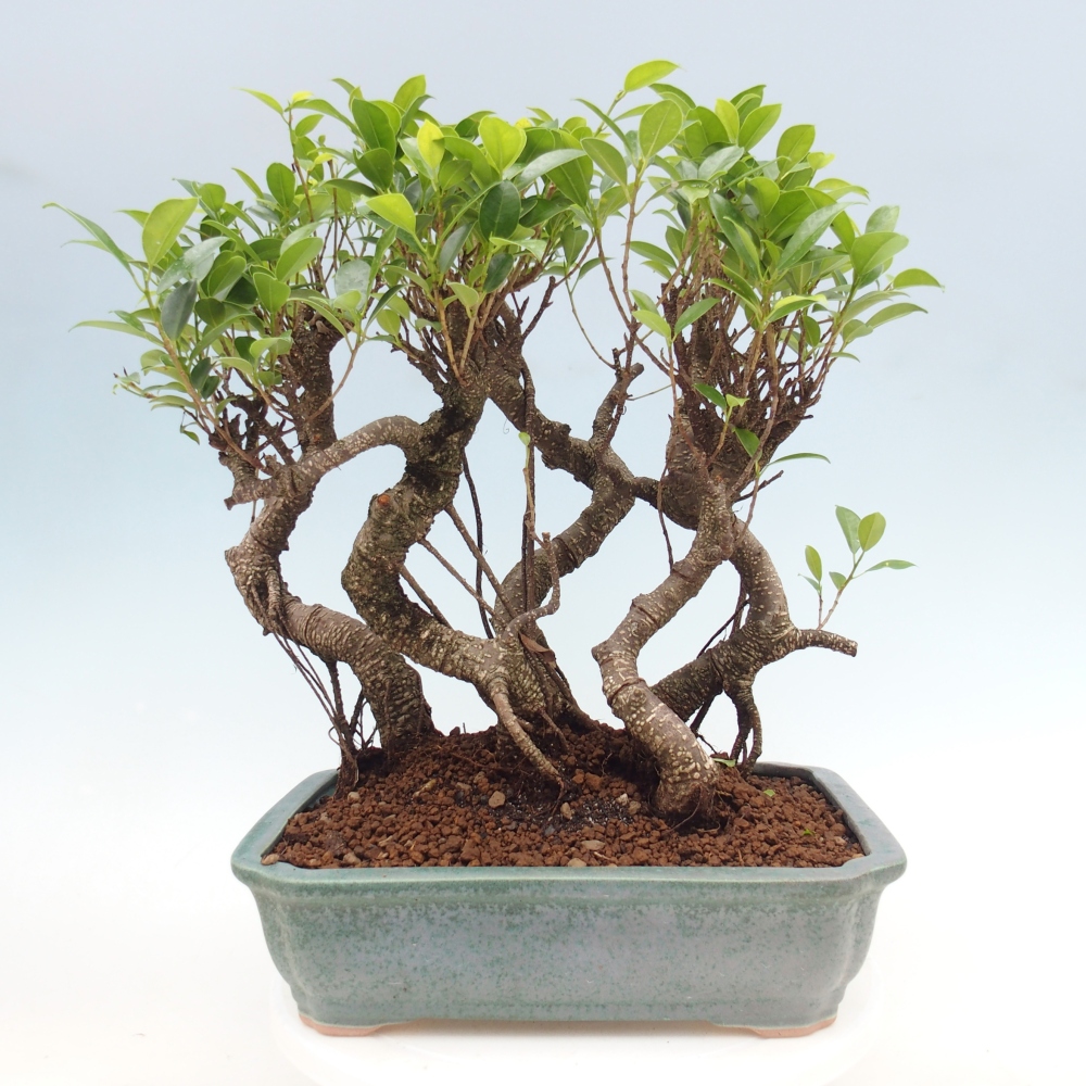 Room bonsai - Ficus kimmen - small-leaved ficus
