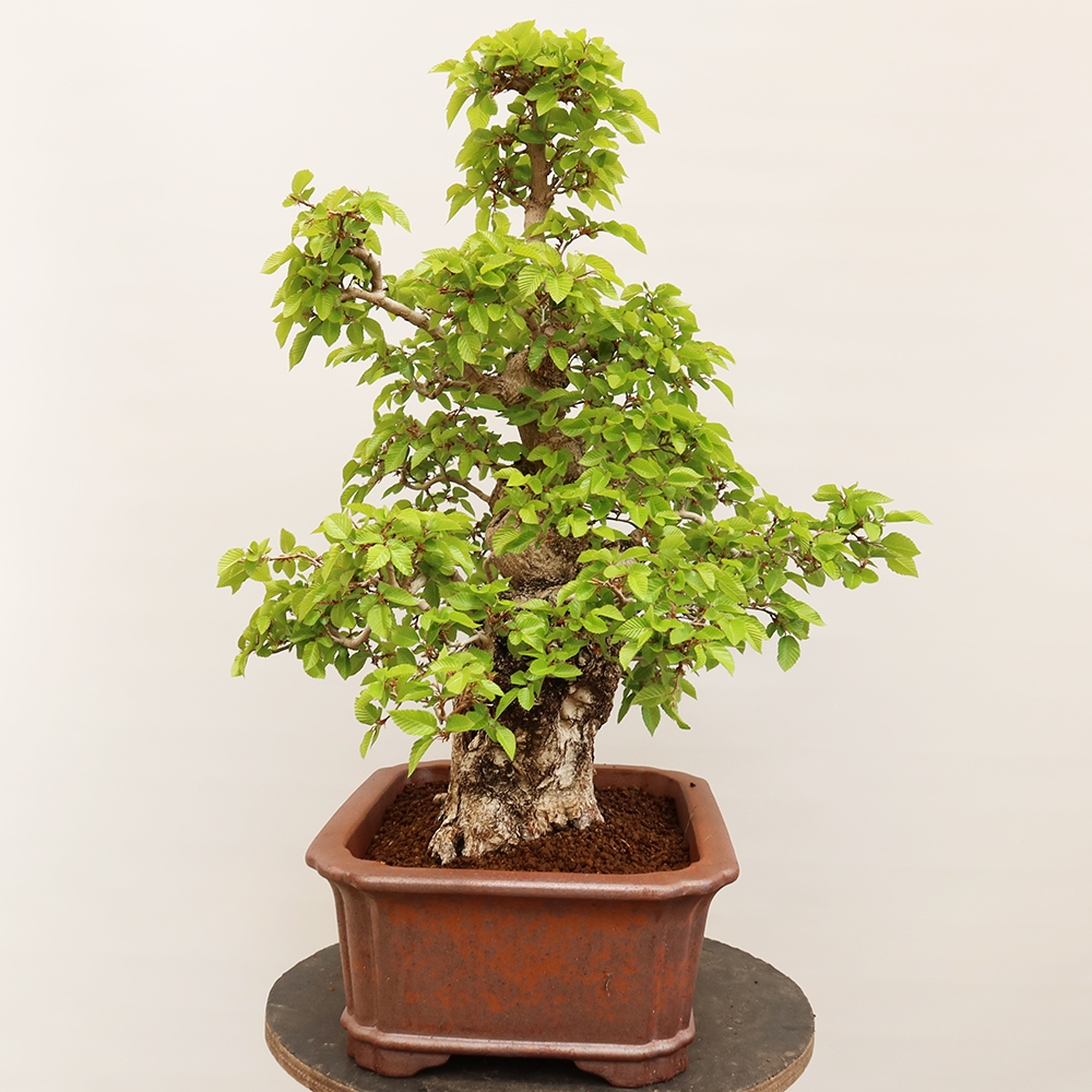 Outdoor bonsai - Carpinus Coreana - Korean hornbeam
