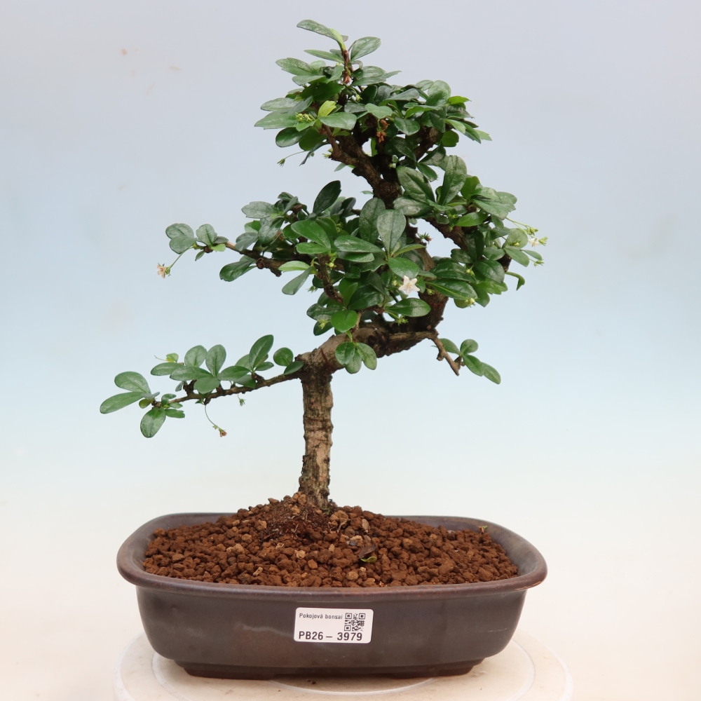 Room bonsai - Carmona macrophylla - Tea fuki
