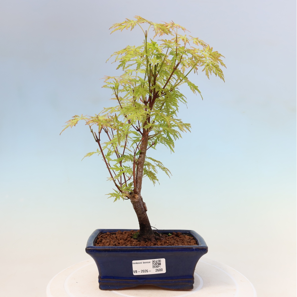 Outdoor Bonsai - Acer palmatum Dissectum - Japanese Maple 