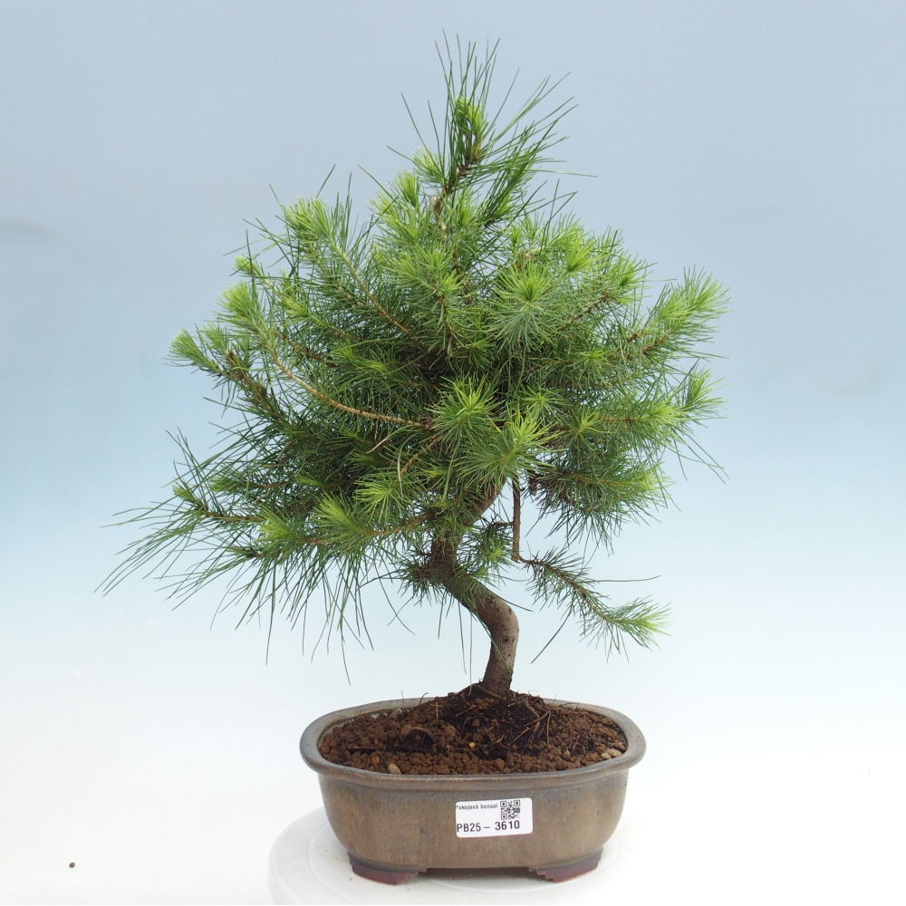 Room bonsai-Pinus halepensis-Pine of Aleppo