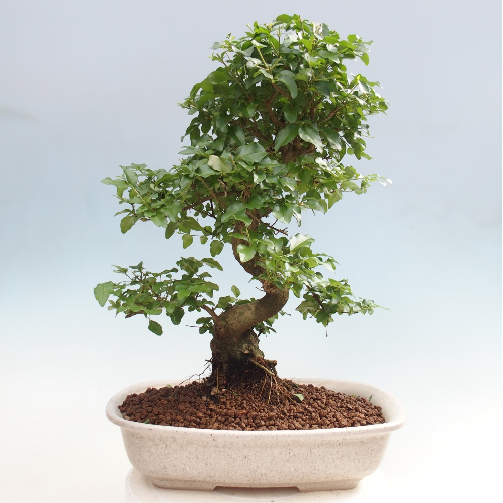 Room bonsai -Ligustrum chinensis - Birds Beak