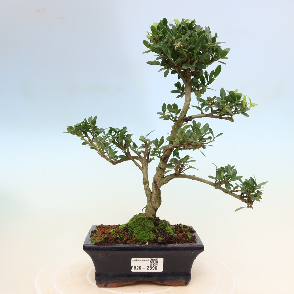 Room bonsai - Ilex crenata - Holly