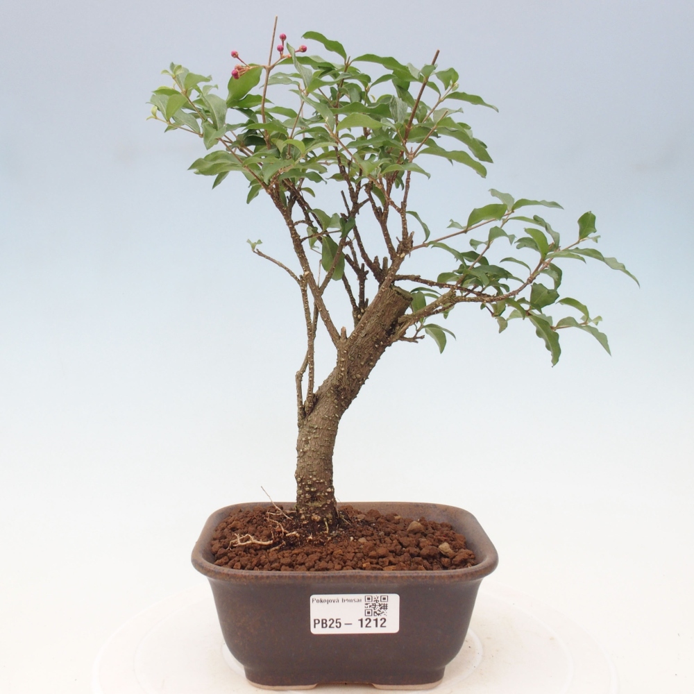Room bonsai - Malpighia coccigera- Barbdorian cherry