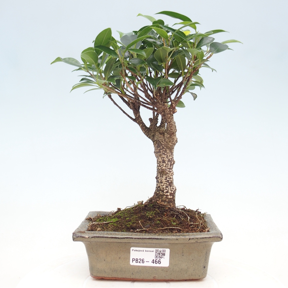 Room bonsai - Ficus retusa - small-leaved ficus