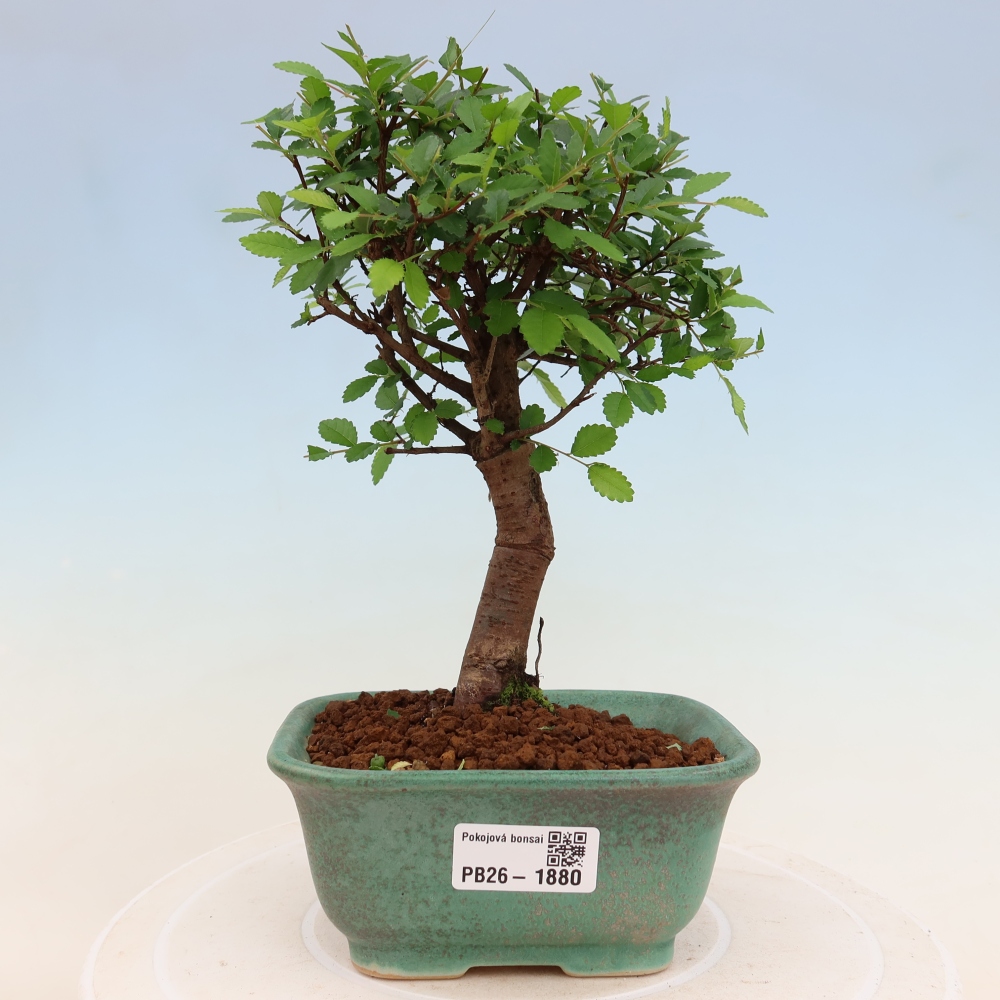 Room bonsai - Ulmus parvifolia - Small-leaved elm