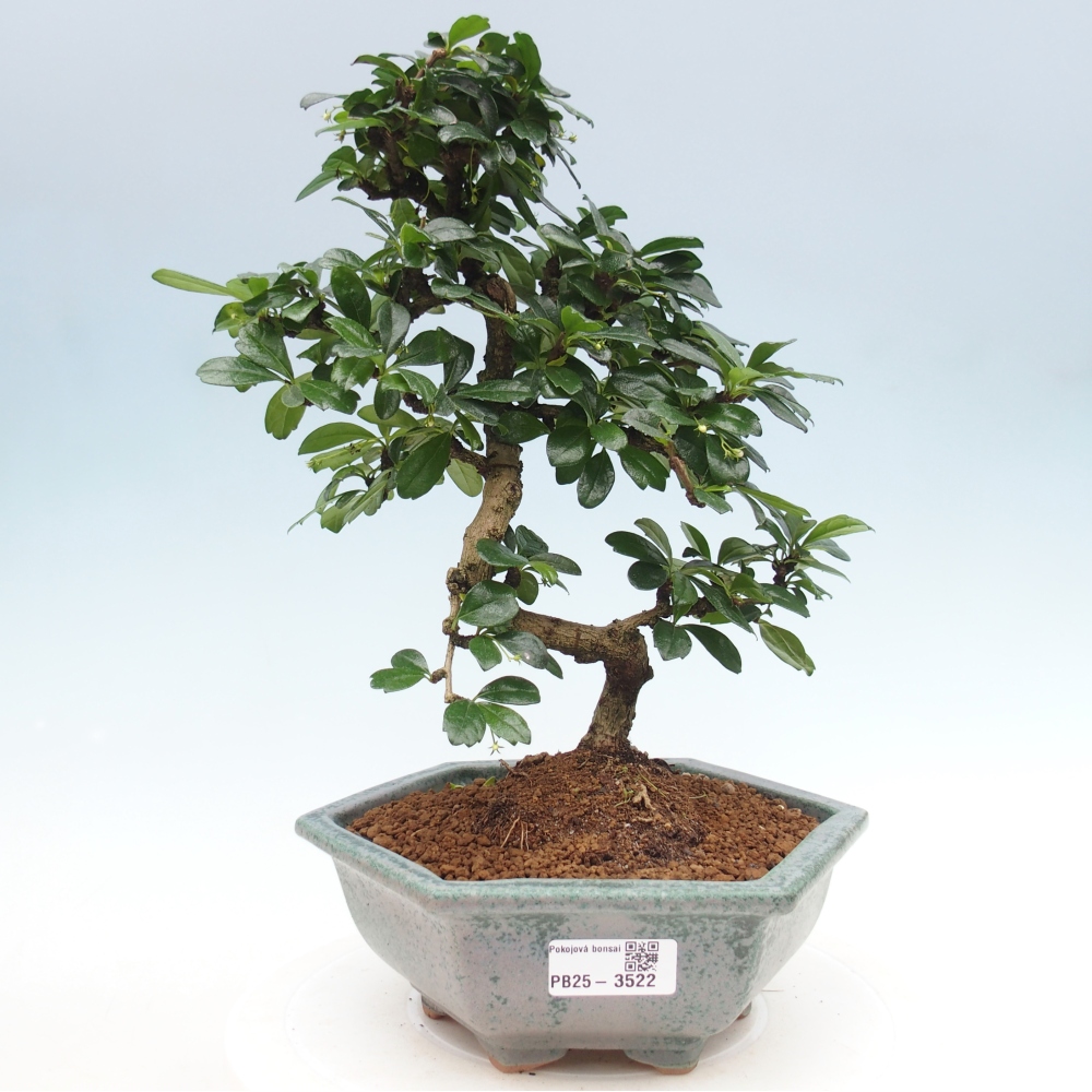 Room bonsai - Carmona macrophylla - Tea fuki