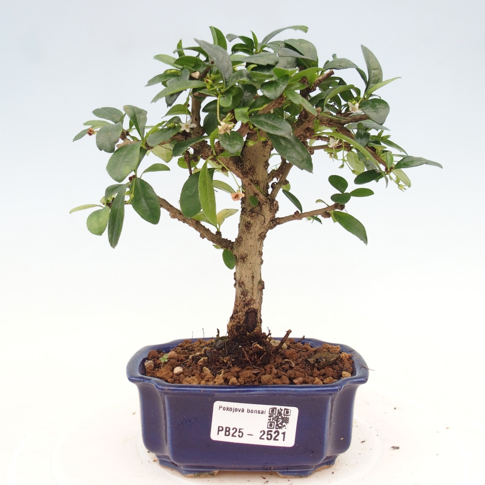 Indoor bonsai - Carmona macrophylla - Fuki tea
