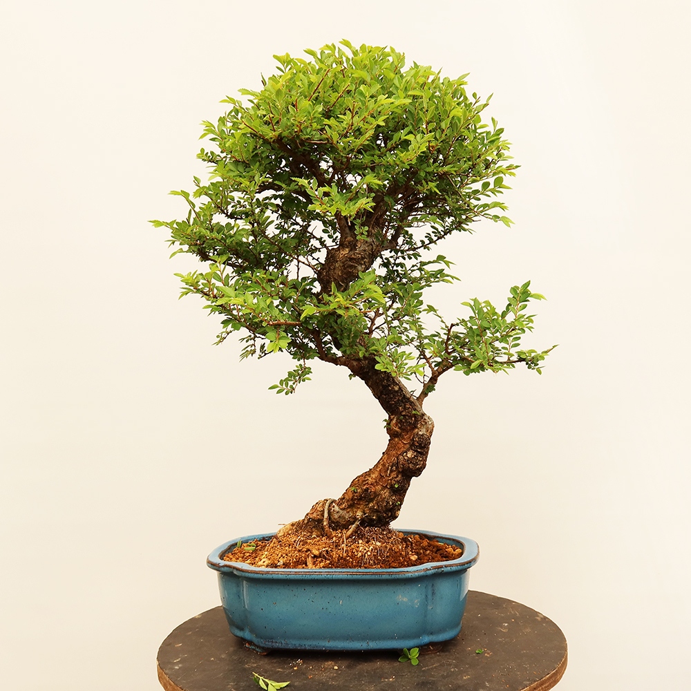 Outdoor bonsai - Zelkova - Zelkova NIRE