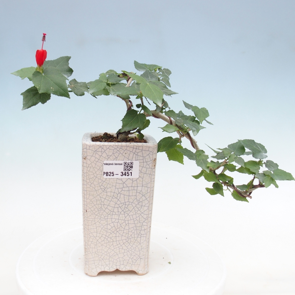 Indoor bonsai - Malvaviscus arboreus