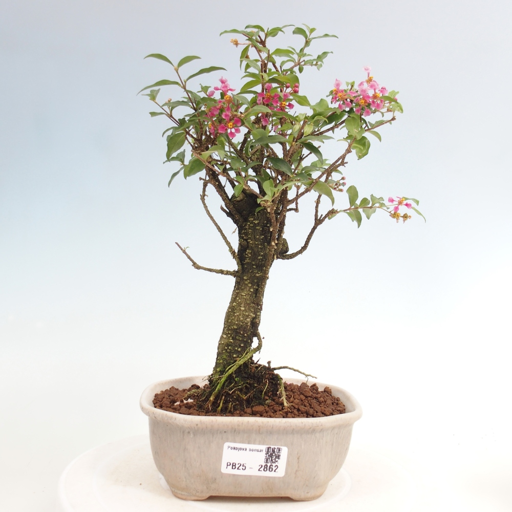 Room bonsai - Malpighia coccigera- Barbdorian cherry