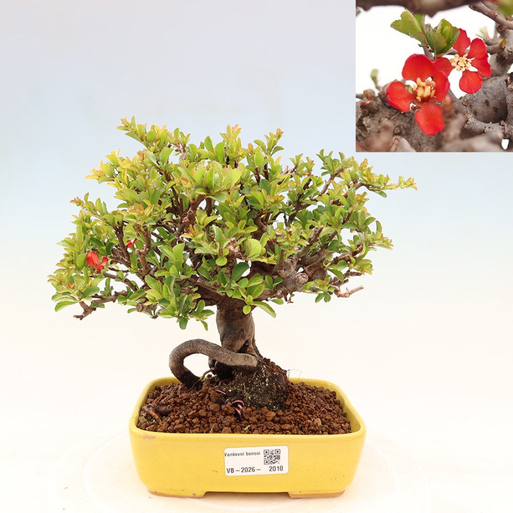 Outdoor bonsai - Chaneomeles speciosa Chojubai