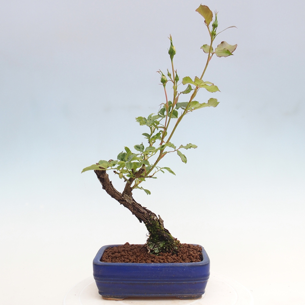 Outdoor bonsai - Rosa Kordes -  rose