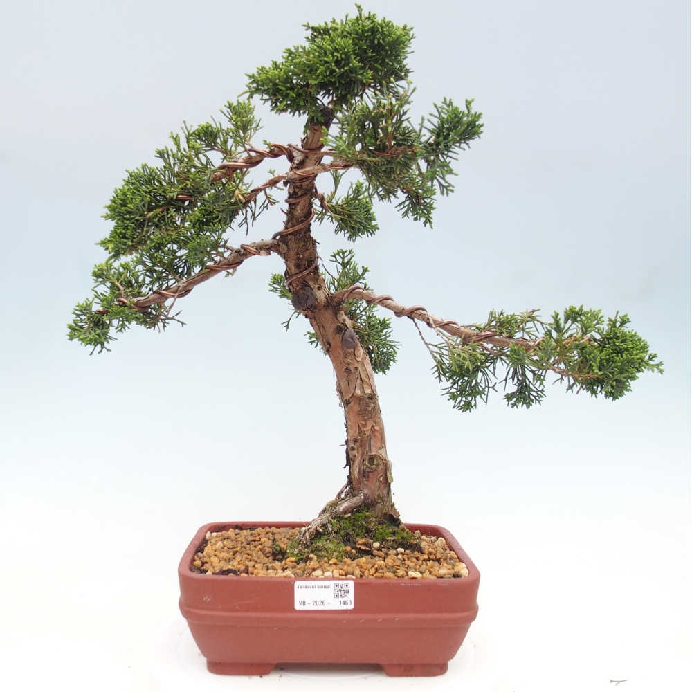 Outdoor bonsai - Juniperus chinensis Kishu