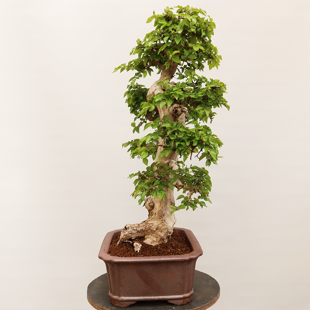Outdoor bonsai - Carpinus Coreana - Korean hornbeam