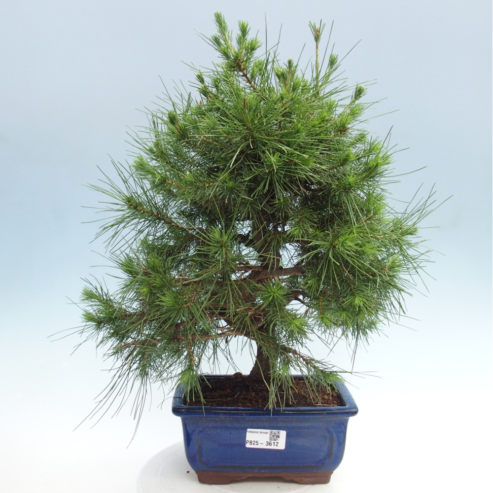 Room bonsai-Pinus halepensis-Pine of Aleppo