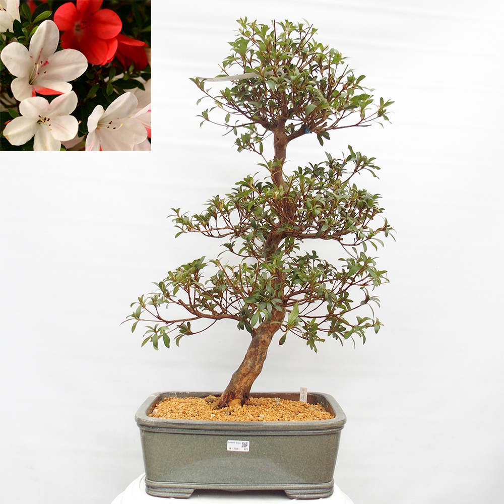 Outdoor bonsai - Japanese Azalea - Azalea Koki