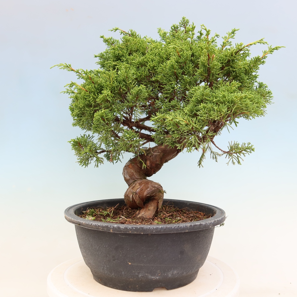Outdoor Bonsai - Juniperus chinensis Itoigawa - Chinese Juniper