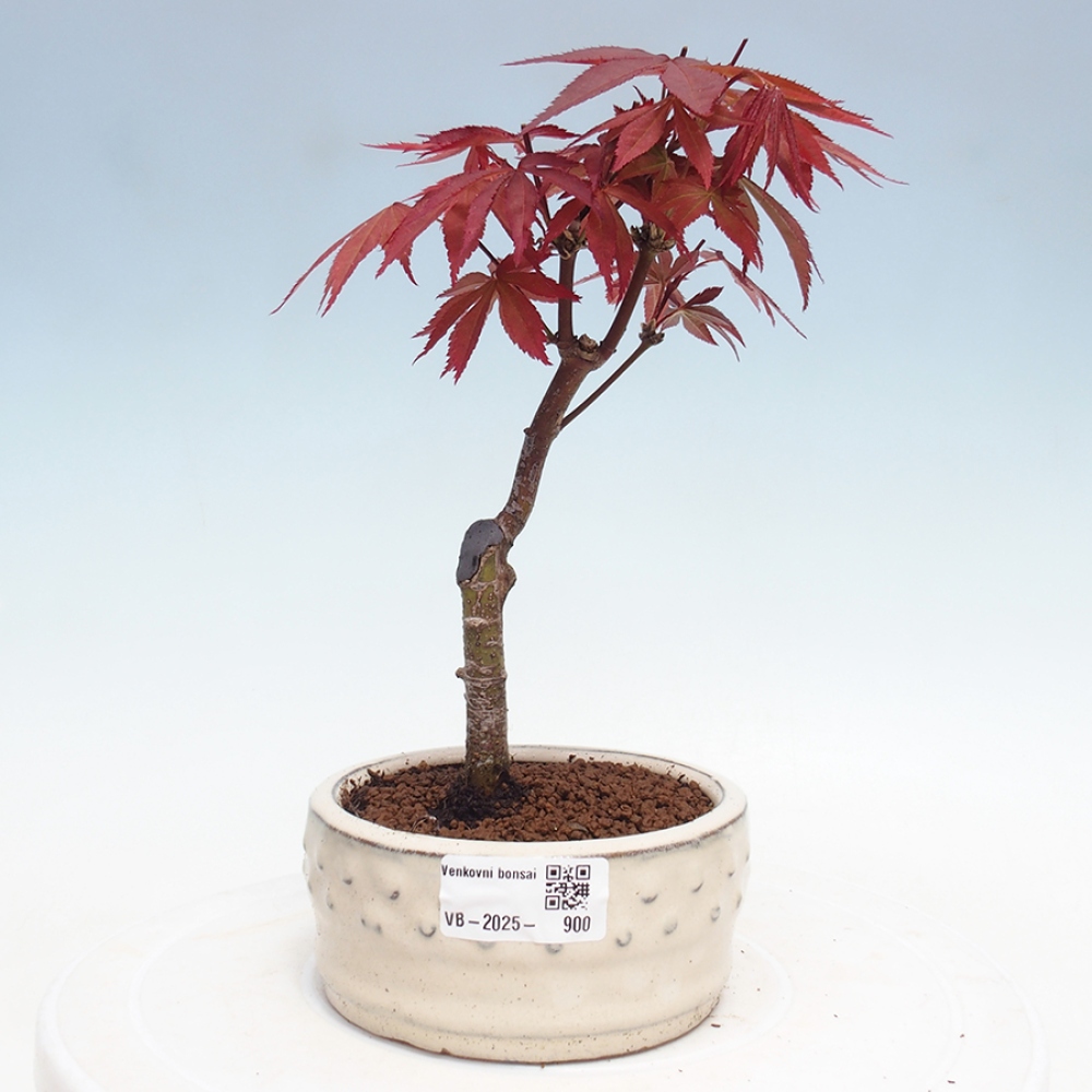Outdoor bonsai - Acer palm. Atropurpureum-Palmleaf Maple