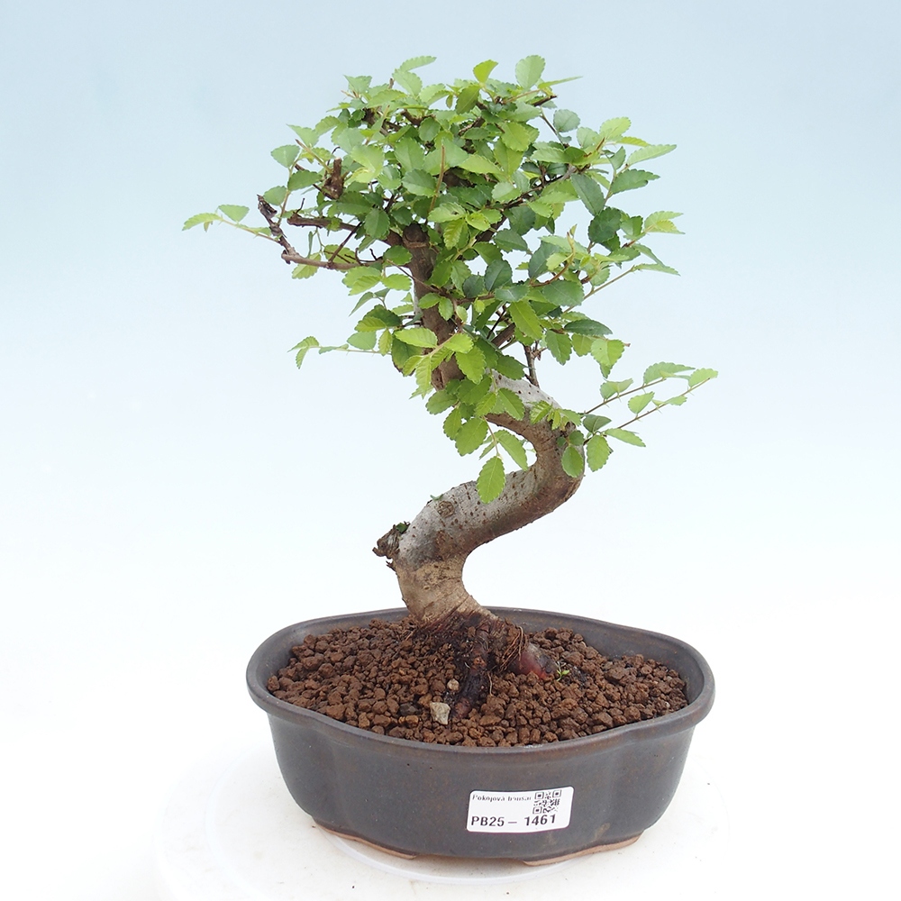 Indoor bonsai - Ulmus parvifolia - Small-leaved elm
