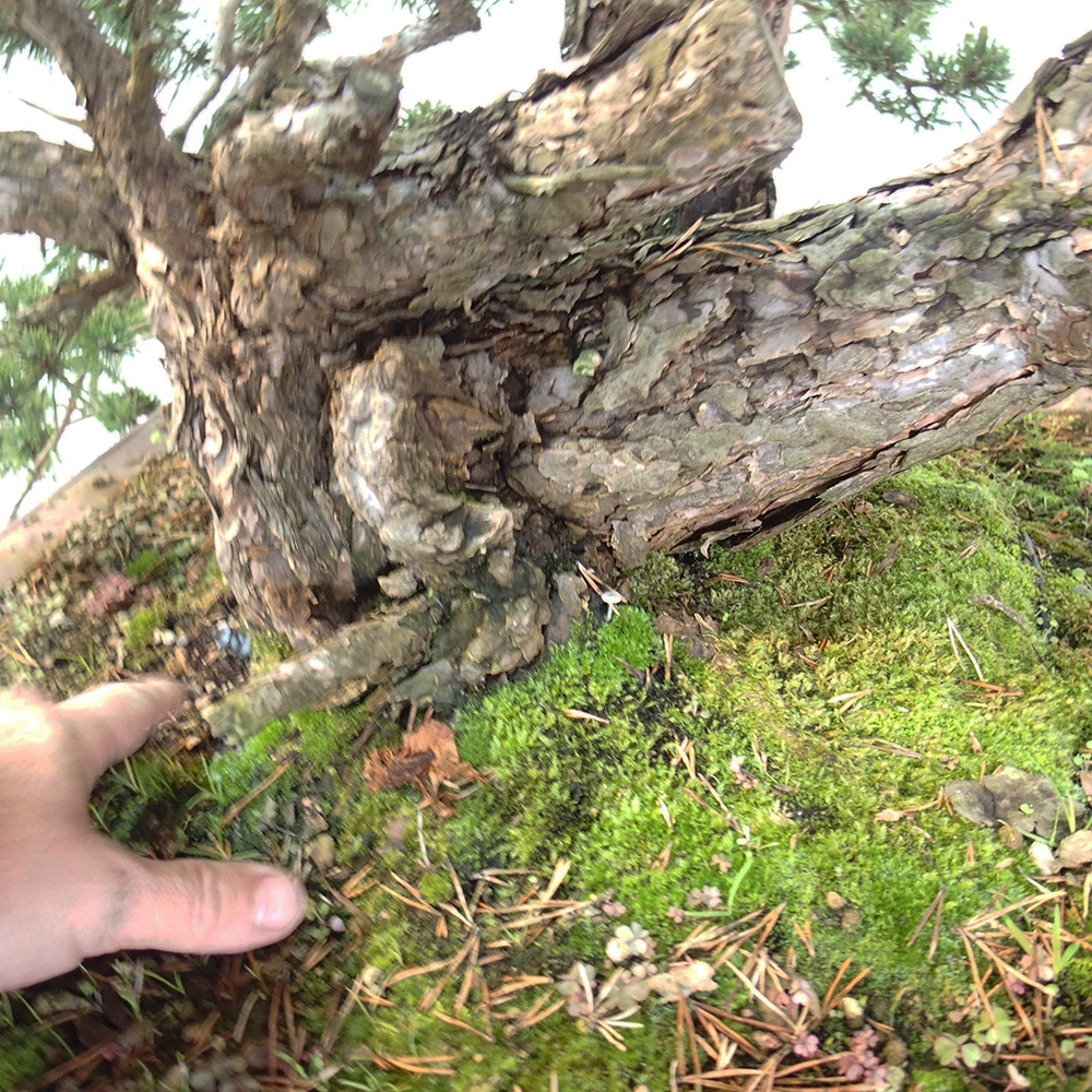 Yamadori - Pinus sylvestris Spain