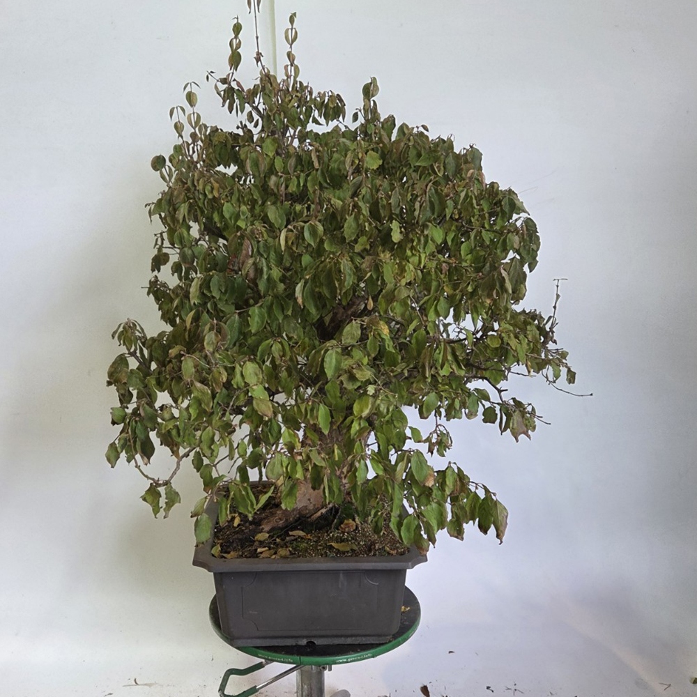 Outdoor bonsai Dogwood - Cornus Mas