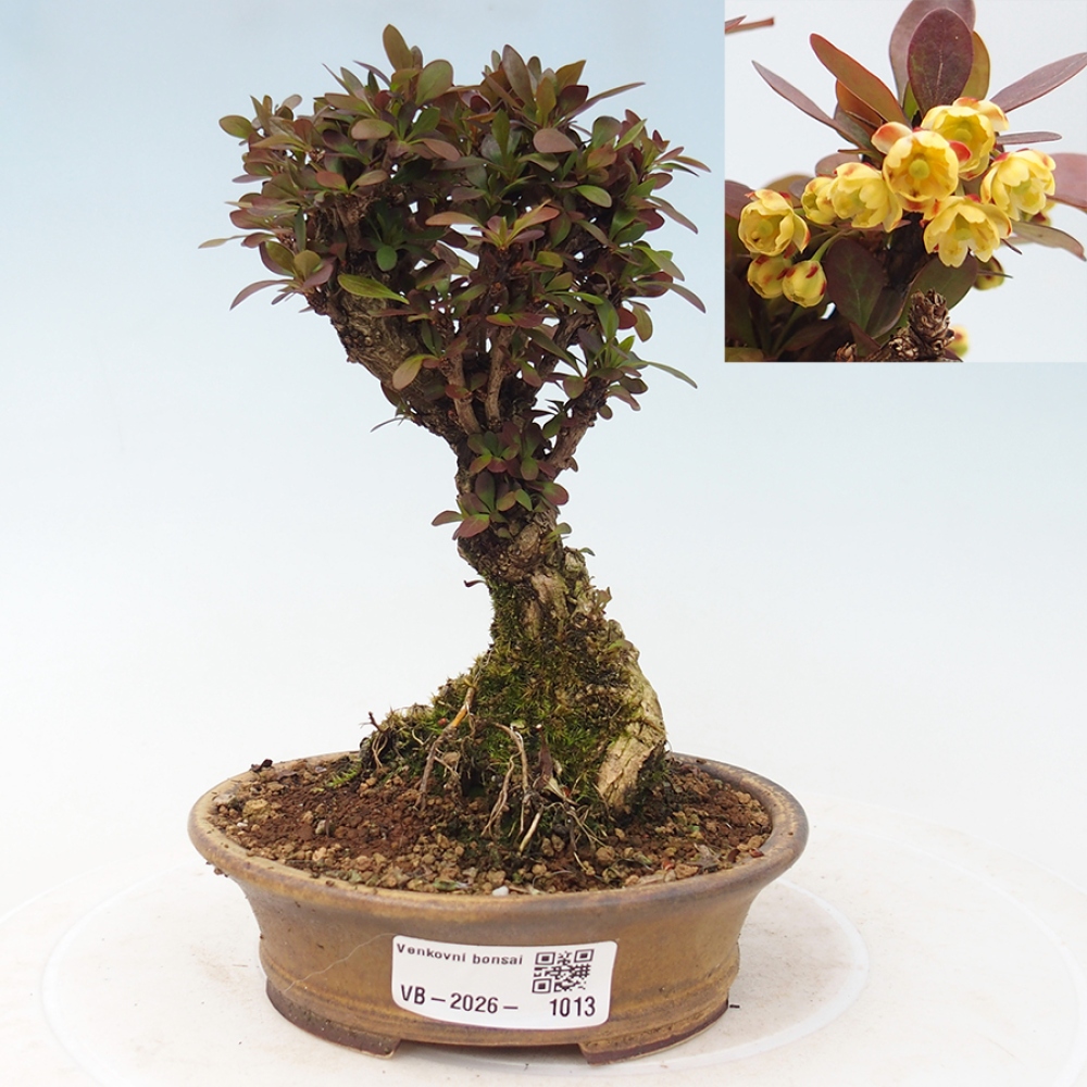 Outdoor bonsai - Berberis Thunbergii Bagatelle