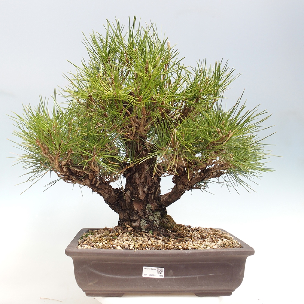 Outdoor bonsai - Pinus thunbergii - Thunberg pine