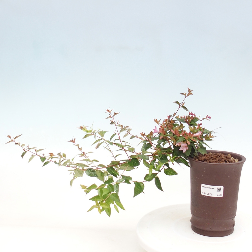 Outdoor bonsai - Abelia Grandiflora - Abelia grandiflora