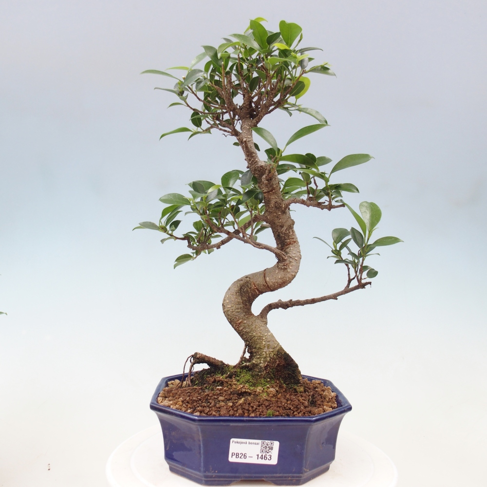 Room bonsai - Ficus retusa - small-leaved ficus