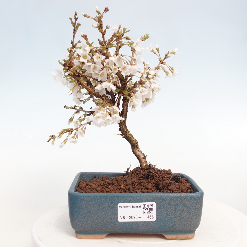Outdoor bonsai - Prunus incisa Kojou-no mai-Plivon cut out
