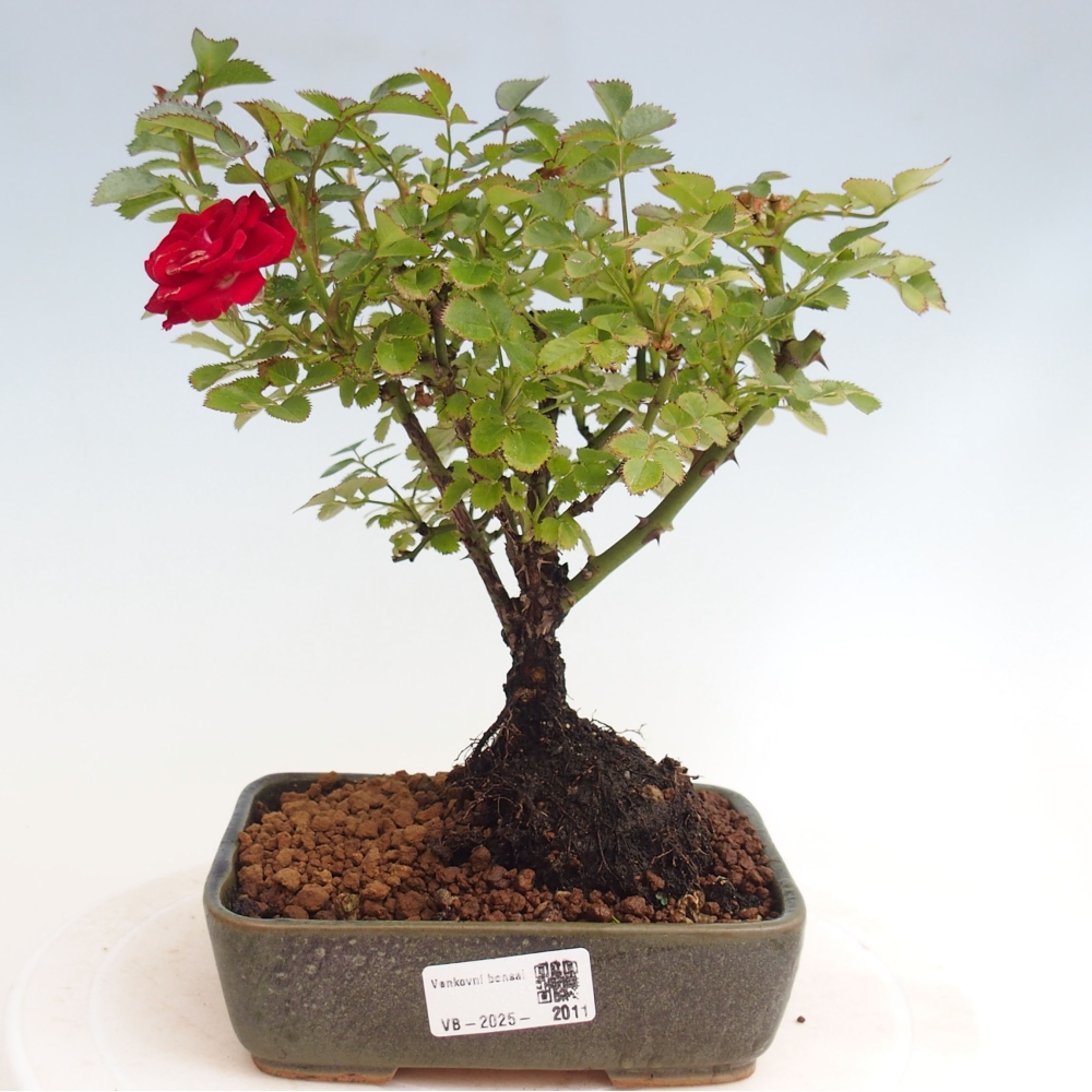 Outdoor bonsai - Rosa Kordes -  rose