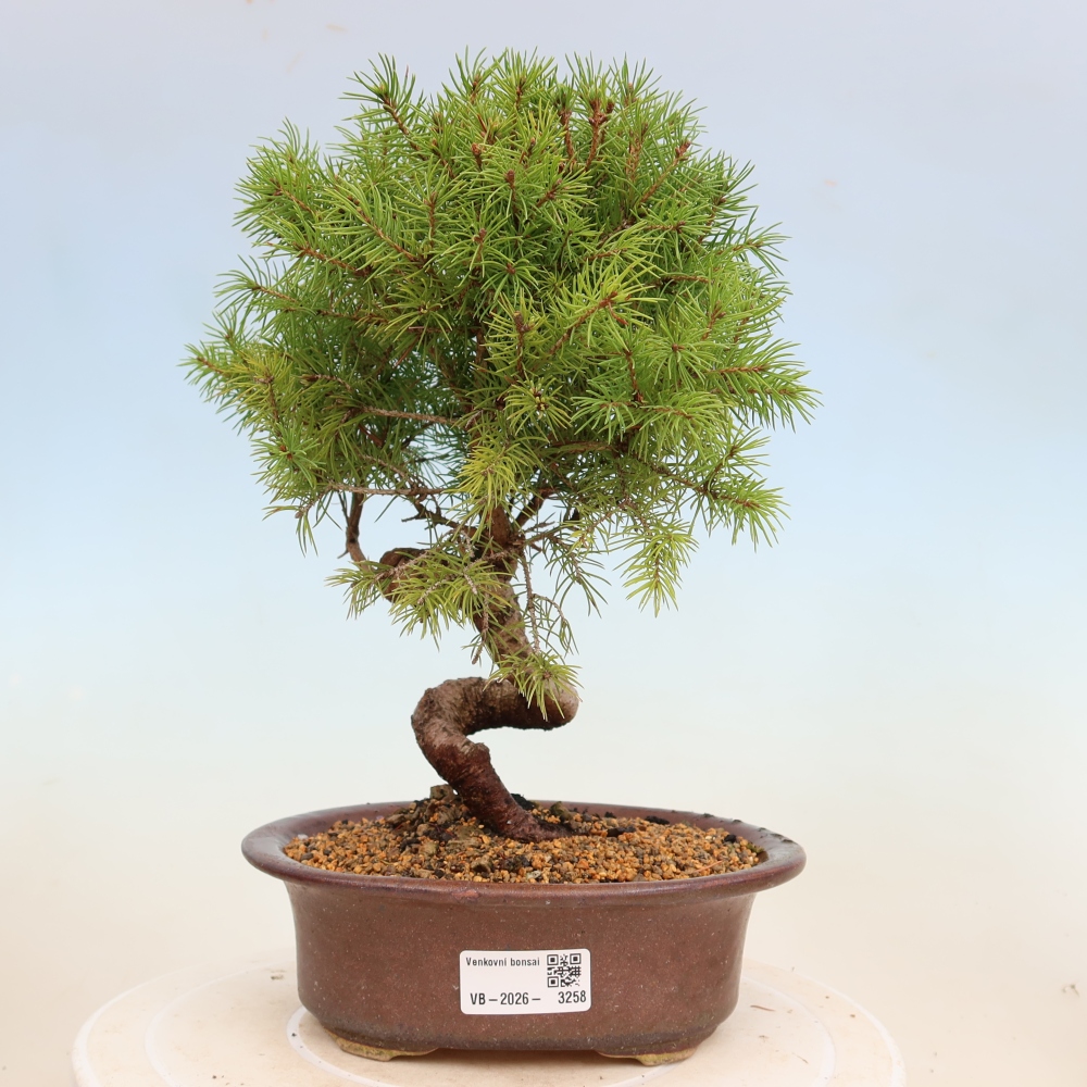 Outdoor bonsai - Spruce - Picea glauca globe