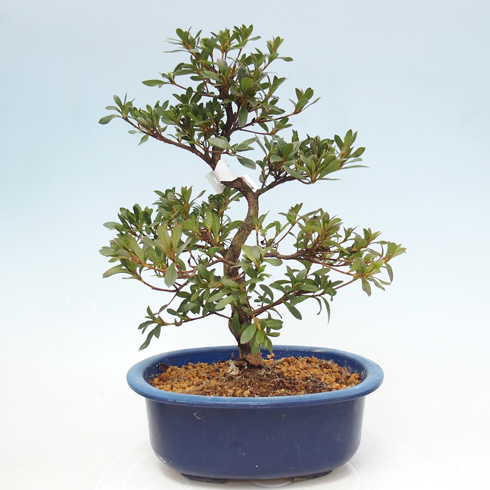 Outdoor bonsai - Japanese Azalea - Azalea Reiko