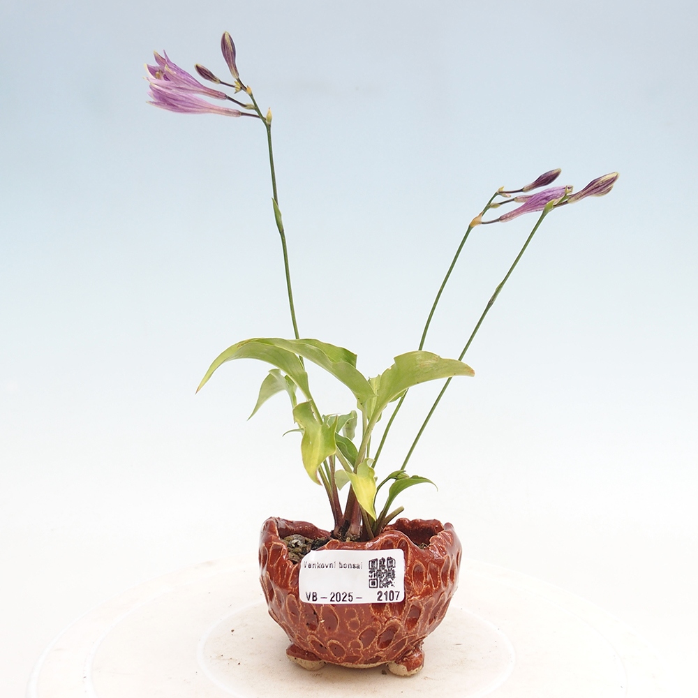 Outdoor bonsai - Mini Hosta - Goddess
