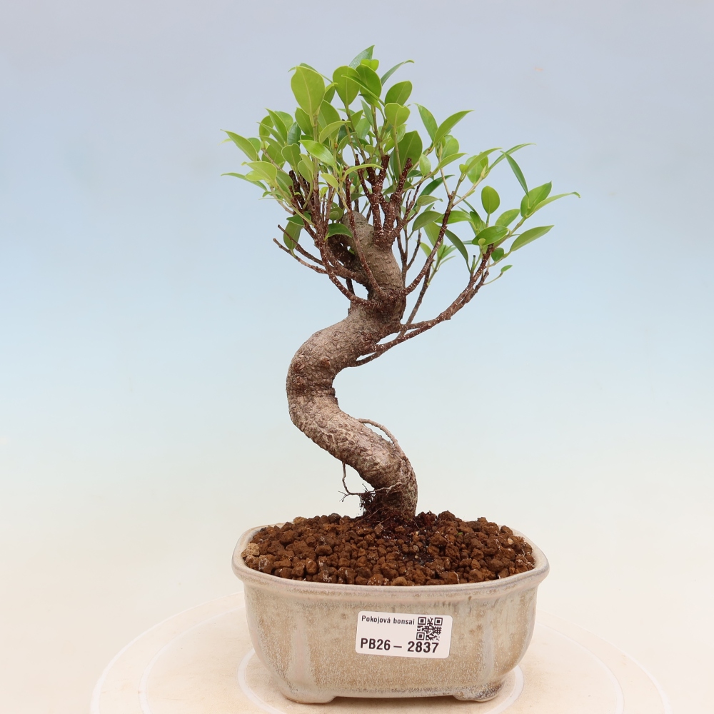 Room bonsai - Ficus kimmen - small-leaved ficus