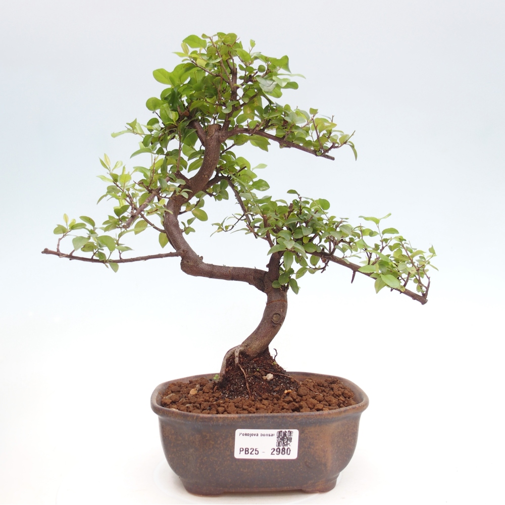 Indoor bonsai - Sagerécie thea - Sagerécie thea