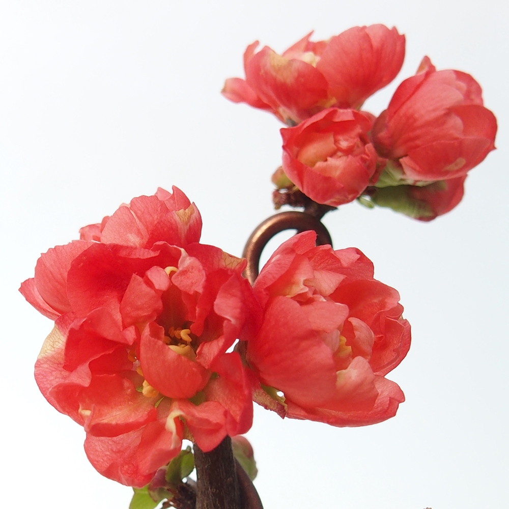 Outdoor bonsai - Chaneomeles s. Red Joy - Quince
