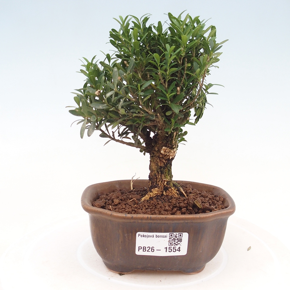 Room bonsai - Buxus harlandii - cork buxus