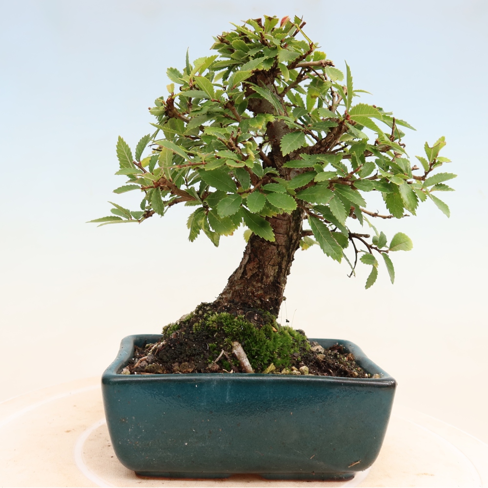 Outdoor bonsai - Zelkova - Zelkova NIRE