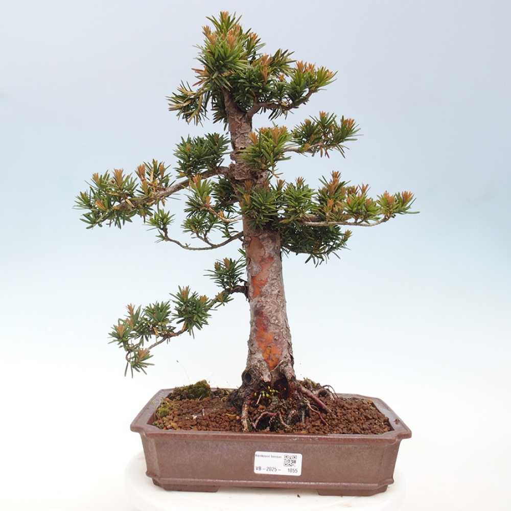 Outdoor bonsai - Taxus cuspidata - Japanese yew