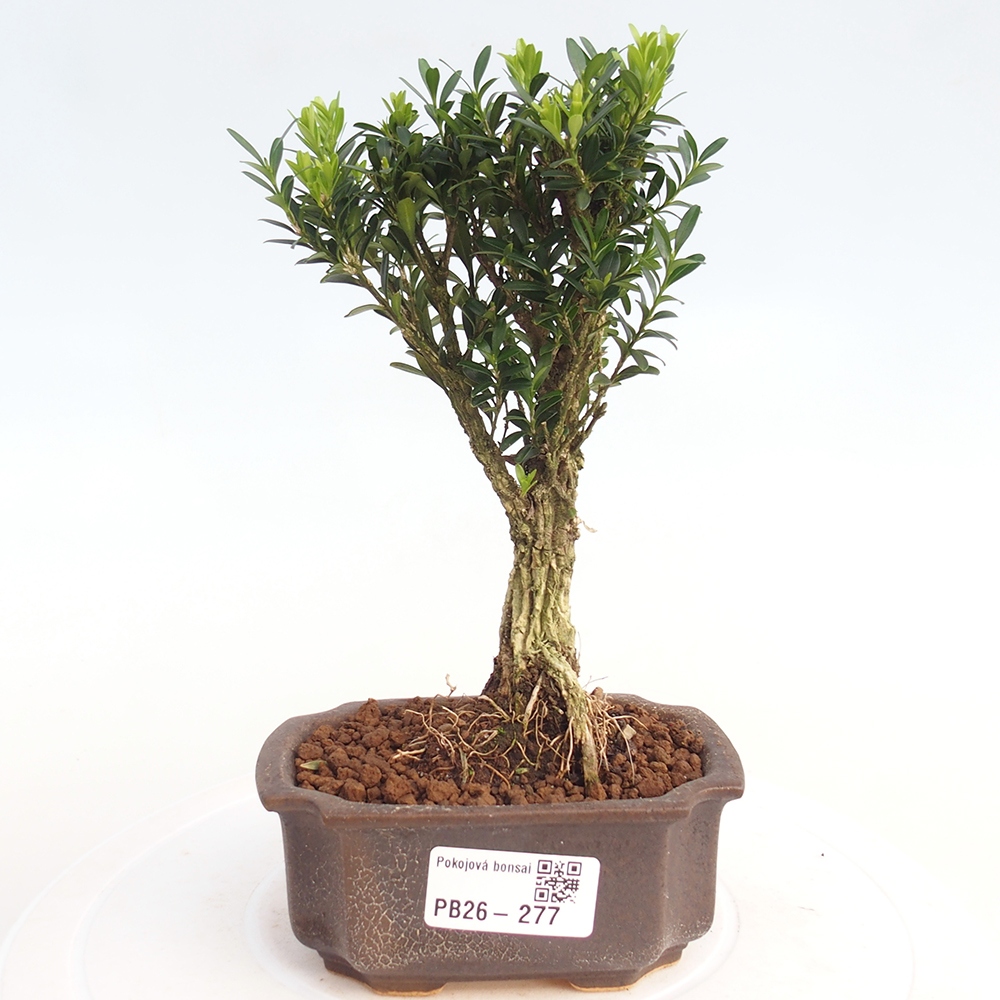 Room bonsai - Buxus harlandii - cork buxus