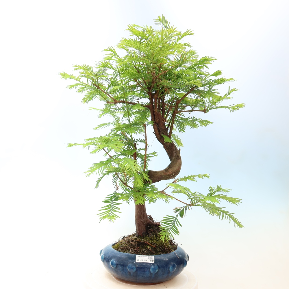 Outdoor bonsai - Metasequoia glyptostroboides - Chinese Metasequoia