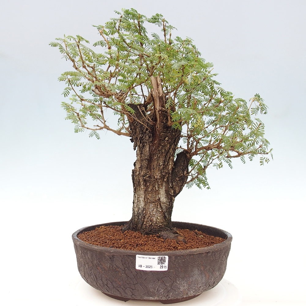 Indoor bonsai - Akacia Arabica