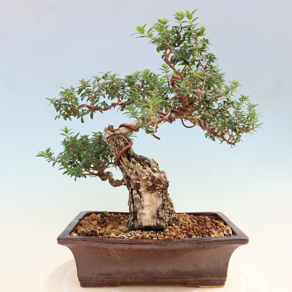 Indoor Bonsai - Myrtus communis - Common Myrtle