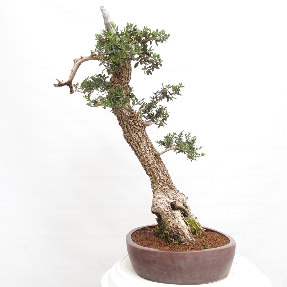 Indoor bonsai - Olea europaea sylvestris - European small-leaved olive oil